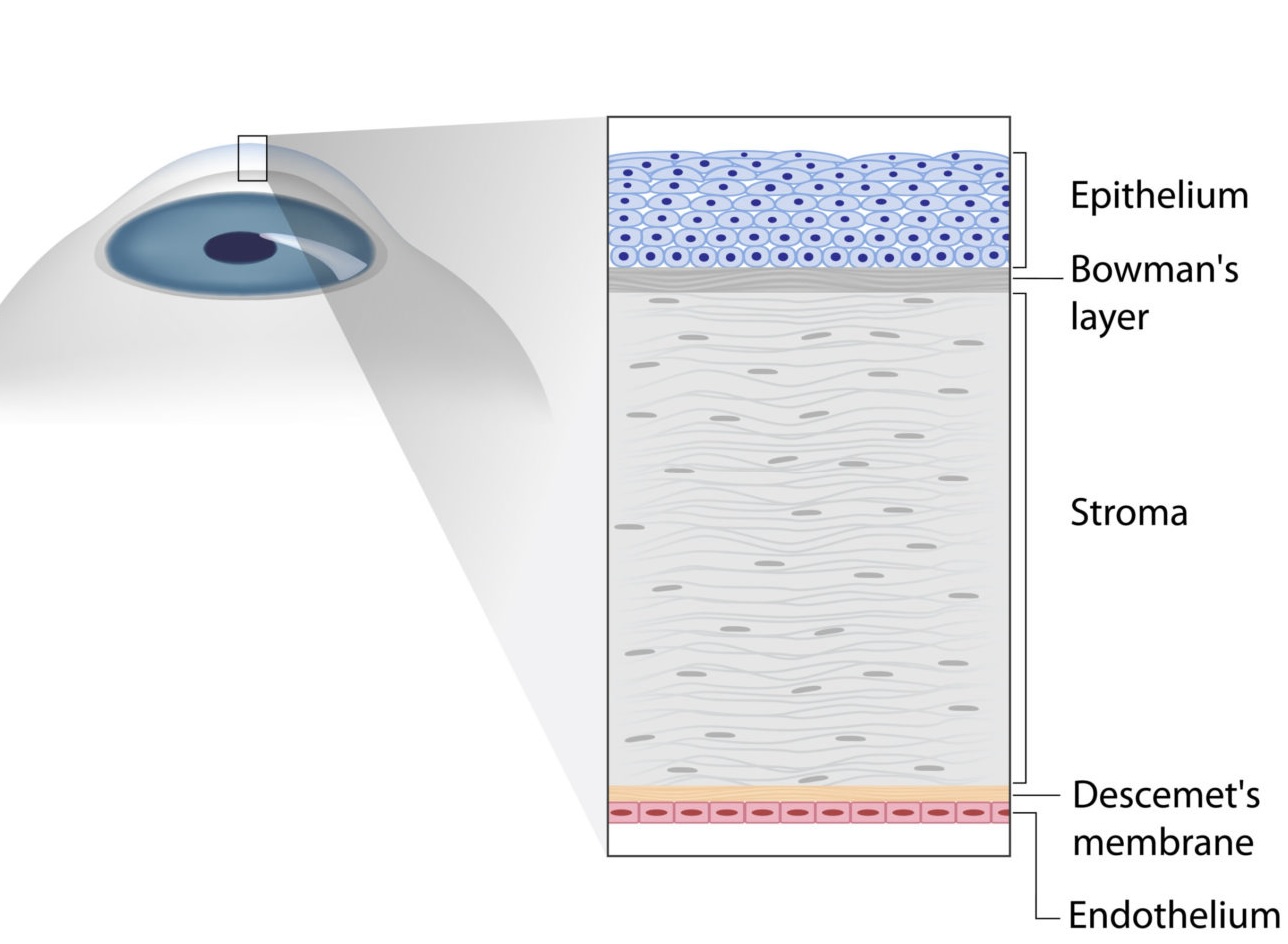 cornea struttura